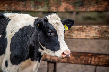 vacas