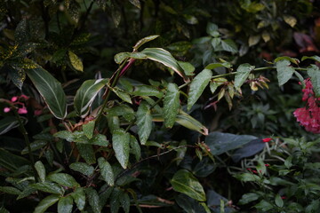 bird of paradise flower