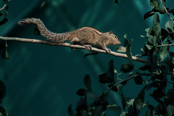 squirrel on tree top