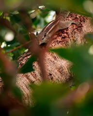 squirrel on tree top branch