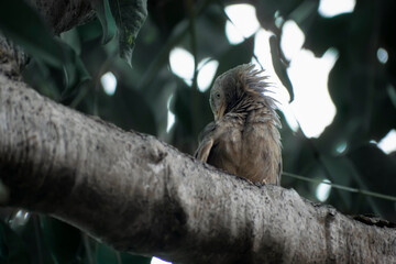 bird on tree top