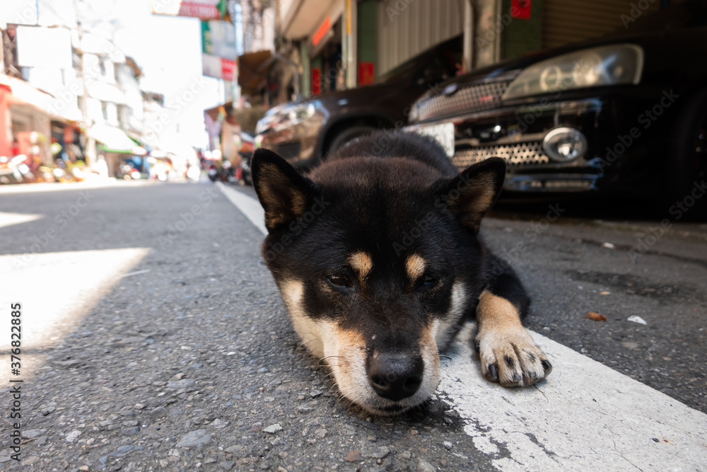 Wall mural black shiba inu laying on ground