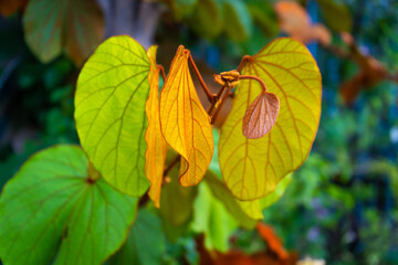 Phanera aureifolia, Bauhinia aureifolia or Gold leaf Bauhinia are rare vines. Young leaves are...