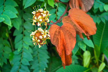 Phanera aureifolia, Bauhinia aureifolia or Gold leaf Bauhinia are rare vines. Young leaves are...