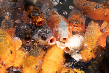 Fototapeta na wymiar golden fish open mouth wait for feeding