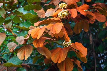 Phanera aureifolia, Bauhinia aureifolia or Gold leaf Bauhinia are rare vines. Young leaves are green and turn gold as they mature. Endemic plant found only Southern Thailand