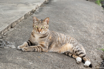 stray tabby cat