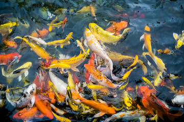 Obraz na płótnie Canvas Koi fish or fancy carp fish floating on the water surface.