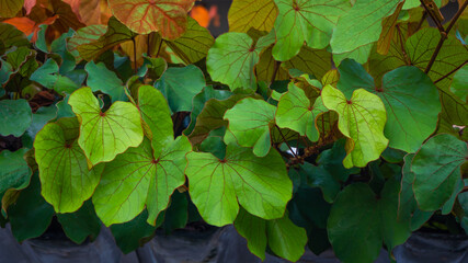 Phanera aureifolia, Bauhinia aureifolia or Gold leaf Bauhinia are rare vines. Young leaves are...