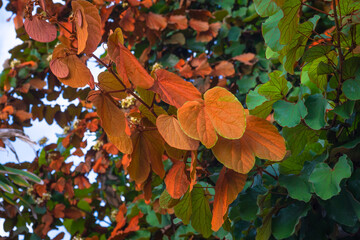 Phanera aureifolia, Bauhinia aureifolia or Gold leaf Bauhinia are rare vines. Young leaves are green and turn gold as they mature. Endemic plant found only Southern Thailand