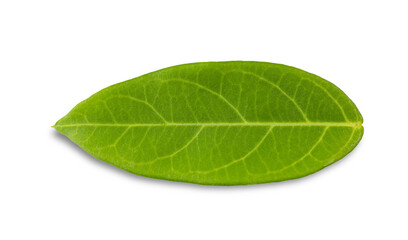 Green leaves isolated on a white background. with clipping paths.