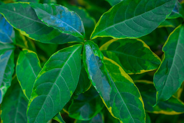 abstract background of the green leaves in the park,with the blur of bokeh,the light from the colorful shelter falling onto,a kind of artistic beauty of nature
