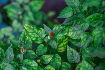 abstract background of the green leaves in the park,with the blur of bokeh,the light from the colorful shelter falling onto,a kind of artistic beauty of nature