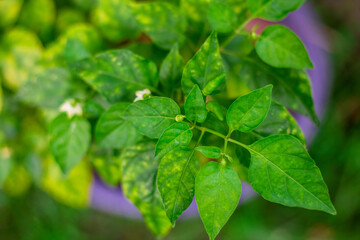 abstract background of the green leaves in the park,with the blur of bokeh,the light from the colorful shelter falling onto,a kind of artistic beauty of nature