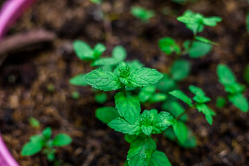 abstract background of the green leaves in the park,with the blur of bokeh,the light from the colorful shelter falling onto,a kind of artistic beauty of nature