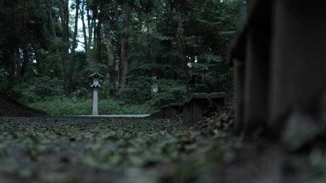 Singing of insects, dead leaves, solemn and mysterious atmosphere in Meiji Jingu, Shibuya, Tokyo, Japan