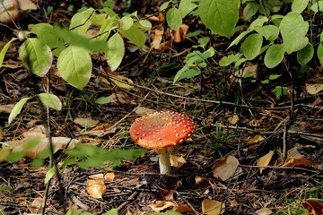 fly agaric mushroom