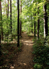 path in the forest