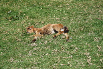 A cute baby horse sleeping in the meadow of Arjuno Temple.