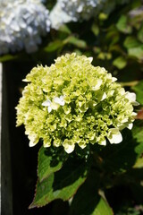 Hydrangea serrata is a species of flowering plant in the family Hydrangeaceae, native to mountainous regions of Korea and Japan.