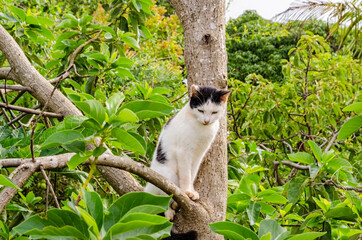 Cat Sitting On The Branches Of Avocado Tree
