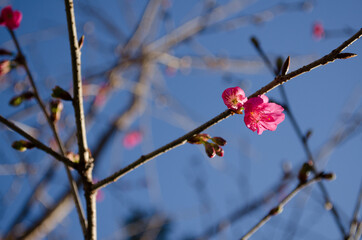 Sakuras