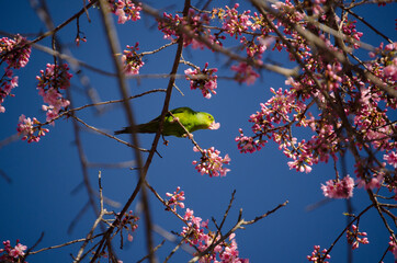 Sakuras