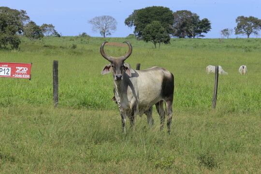 guzera cow, nellore catlle, farm nellore, animais nelore, gado nelore