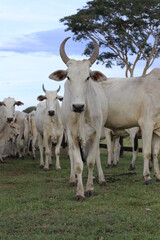 nellore catlle, farm nellore, animais nelore, gado nelore