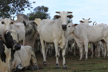 nellore catlle, farm nellore, animais nelore, gado nelore