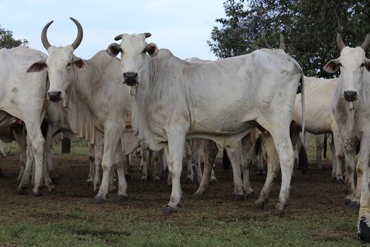 nellore catlle, farm nellore, animais nelore, gado nelore