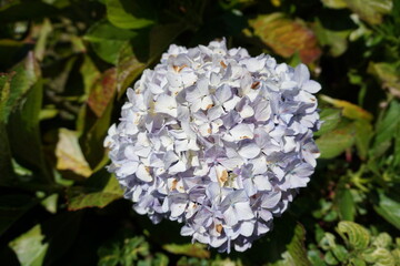Hydrangea serrata is a species of flowering plant in the family Hydrangeaceae, native to mountainous regions of Korea and Japan.