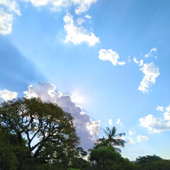 tree and the sky with the sun behind the clouds