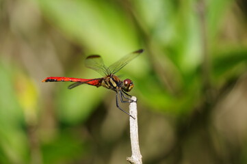リスアカネ（オス）