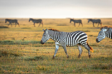 A herd of zebra walking in line in Ngorongoro Crater plains in early morning sun in Tanzania
