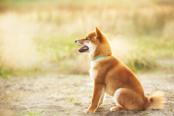 Cute Red Shiba Inu Puppy Dog Sitting Outdoor In Grass During golden Sunset. Adorable japanese shiba inu puppy