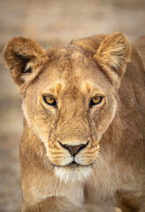 Vertical head on portrait of female lioness in Ndutu in Tanzania