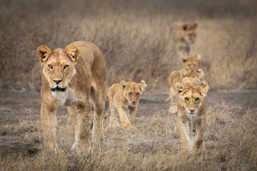 Lion pride led by an adult lioness with small cubs in Ndutu in Tanzania