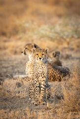 Vertical portrait of a young cheetah sitting and looking straight at the camera in Ndutu in Tanzania