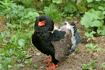 red winged blackbird