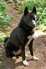 german shepherd dog