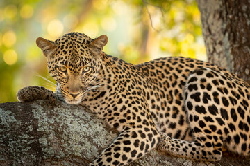 Fototapeta na wymiar Horizontal portrait of an adult leopard lying down in the tree in Kruger Park in South Africa
