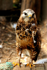 portrait of a falcon
