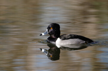 Ring-necked Duck reflected in water