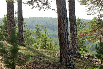 Obraz premium trees in the forest