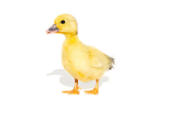 NewBorn little Cute yellow duckling isolated on white.