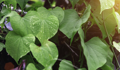 water drop on green ivy plant with morning