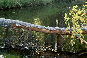 alligator in the swamp