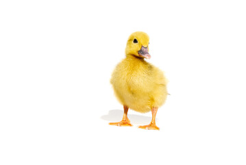 NewBorn little Cute yellow duckling isolated on white.