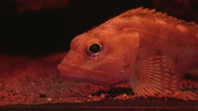 Side View Of Yellowbarred Red Rockfish (Sebastiscus Albofasciatus) Resting On A Sandy Bottom Of An Aquarium Glass In  Numazu, Japan - Macro Shot